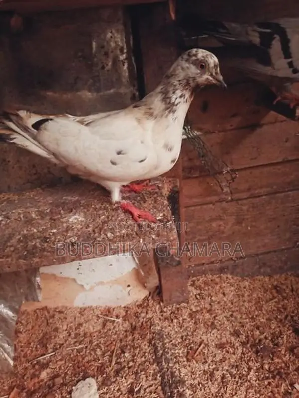 Pigeons