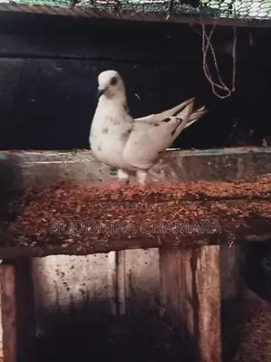 Pigeons
