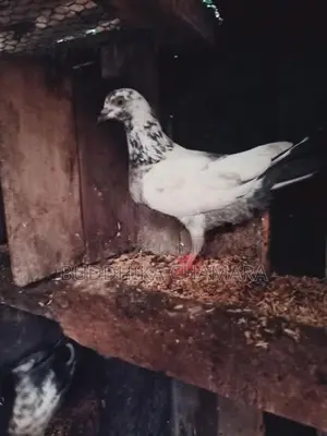 Pigeons