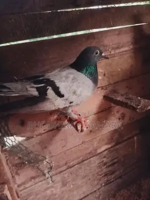 Pigeons