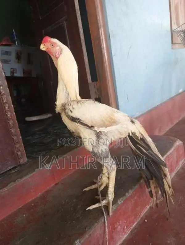 Parrot Beak Rooster
