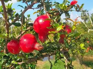 மாதுளை கன்று