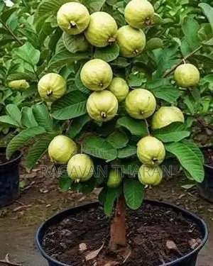 கொய்யா கன்று