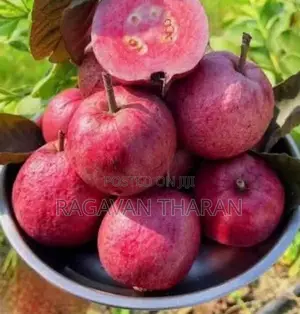 Guava Plant