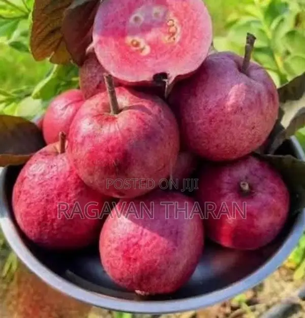 Guava Plant