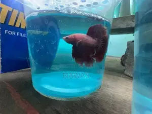 Betta Fish