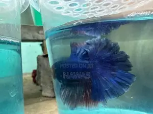 Betta Fish