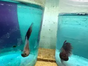 Betta Fish