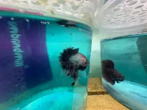 Betta Fish