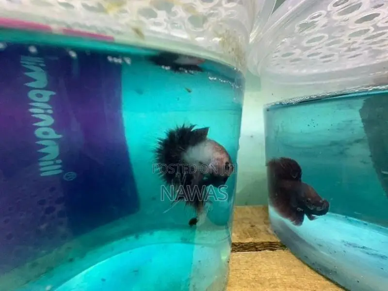 Betta Fish