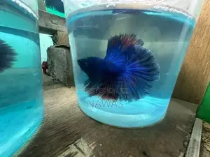 Betta Fish