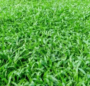 Australian grass