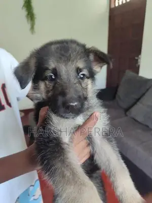 German shepherd puppies