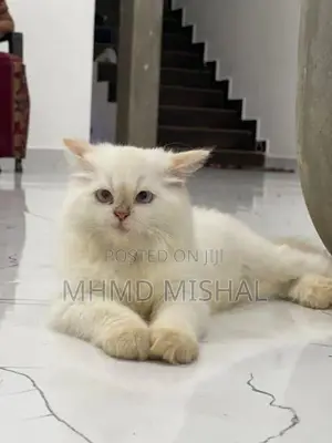 Persian Cat