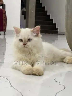 Persian Cat