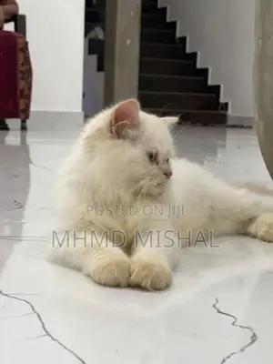 Persian Cat