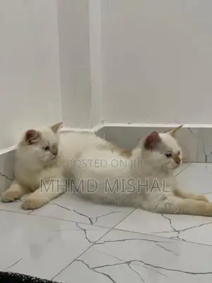 Persian Cat
