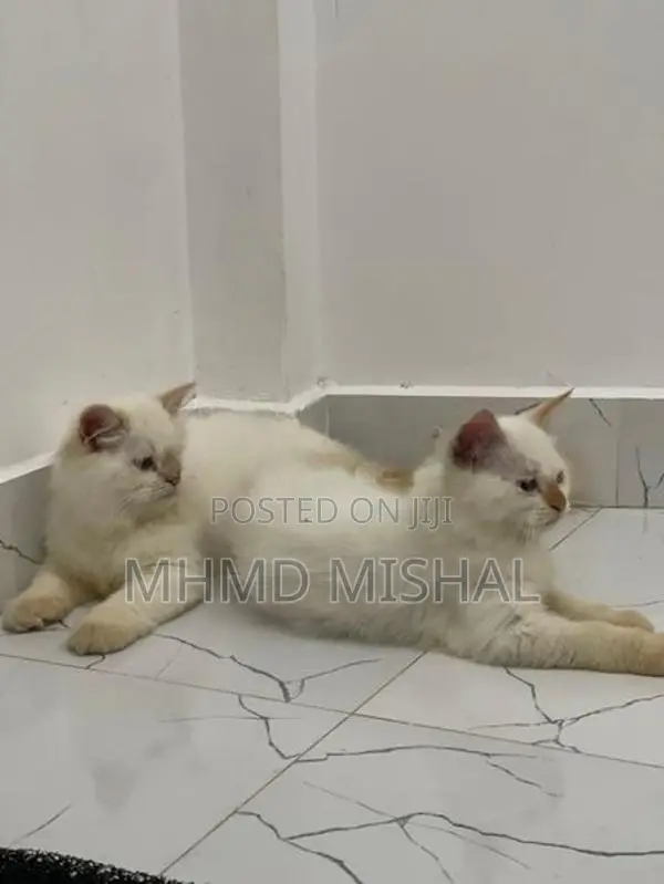 Persian Cat