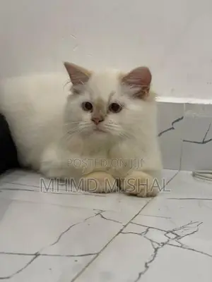 Persian Cat