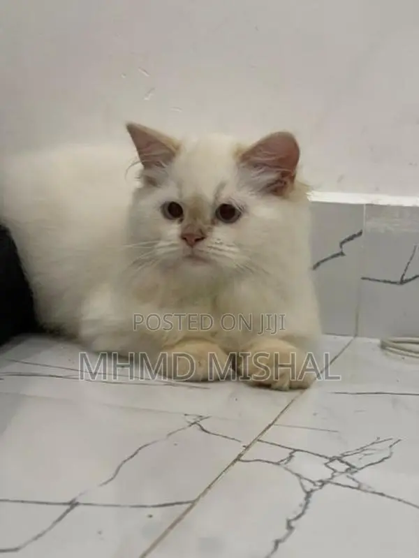 Persian Cat