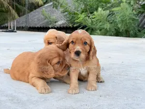 Cocker Spaniel Puppies