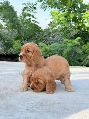 Cocker Spaniel Puppies