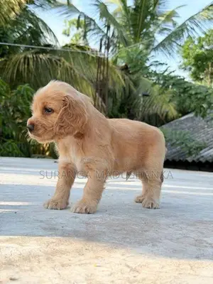 Cocker Spaniel Puppies