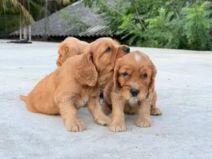 Cocker Spaniel Puppies
