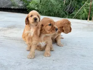 Cocker Spaniel Puppies