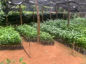 Tea plants