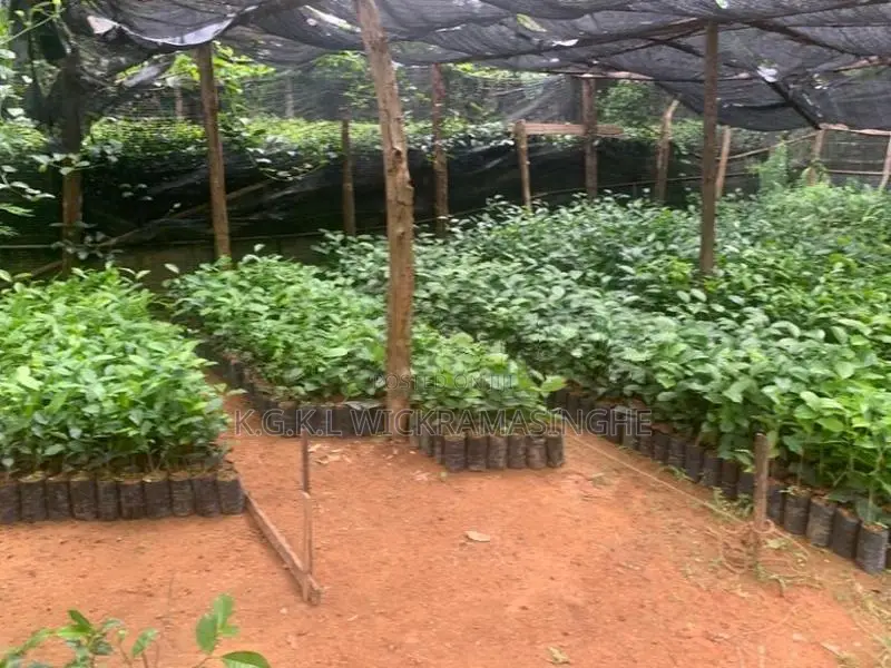 Tea plants