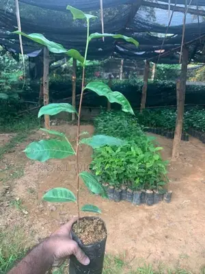 Tea plants