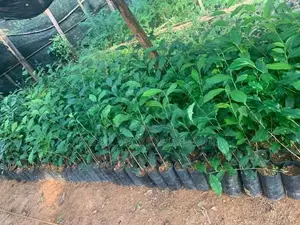 Tea plants