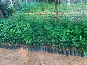 Tea plants