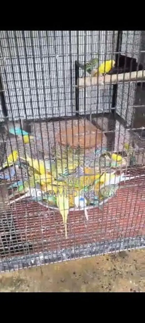 Love Birds