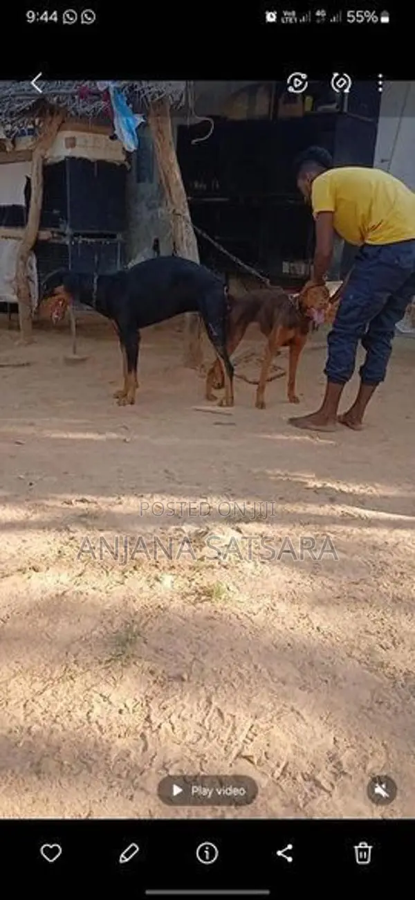 Doberman Puppy