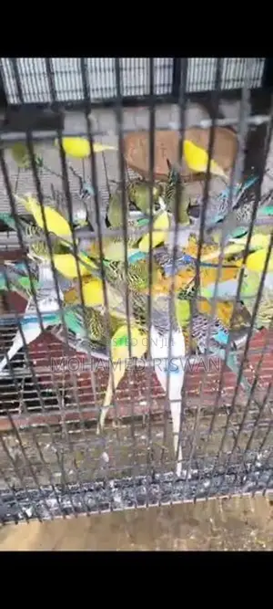 Love Birds