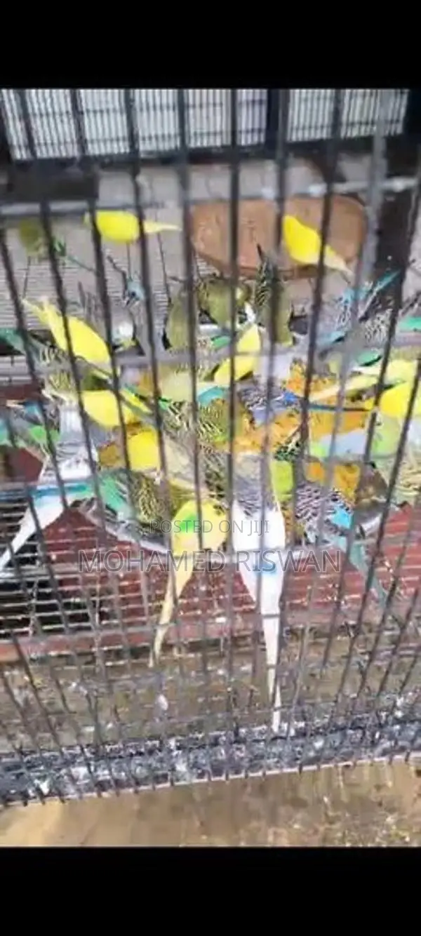 Love Birds