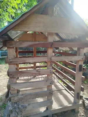 Dog Cages