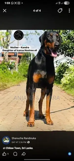 Doberman Puppy