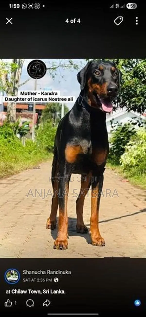 Doberman Puppy