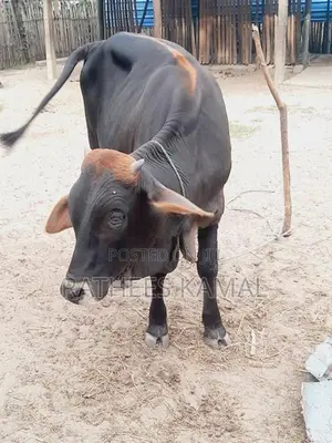 காளை