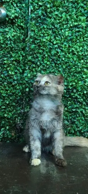 British Short Hair Kitten