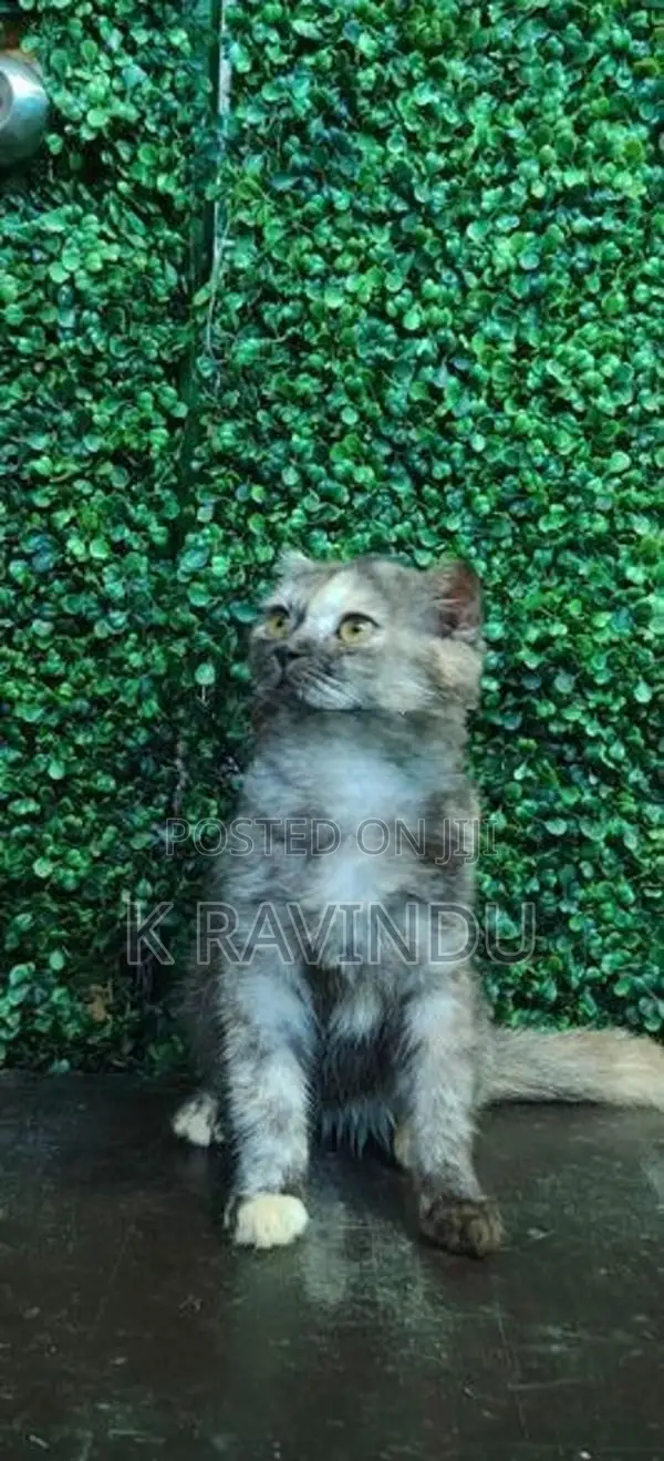 British Short Hair Kitten