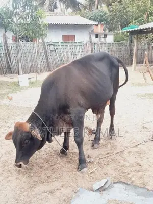 காளை