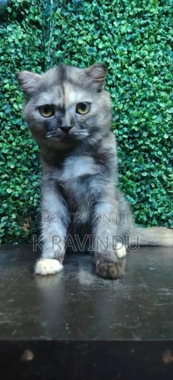 British Short Hair Kitten