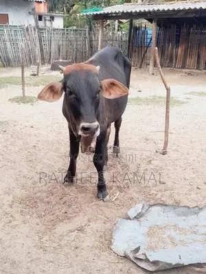 காளை