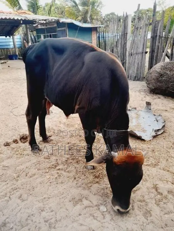 காளை