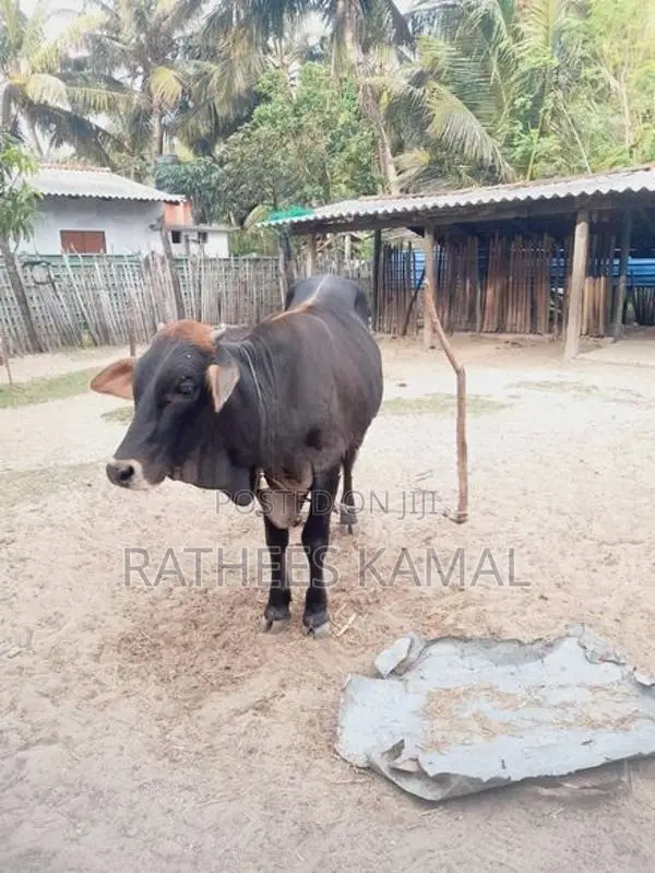 காளை