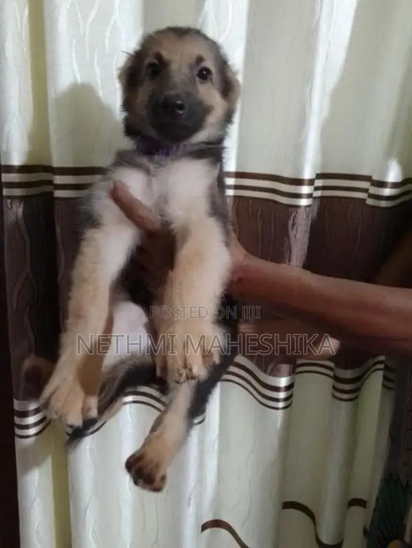 German Shepherd